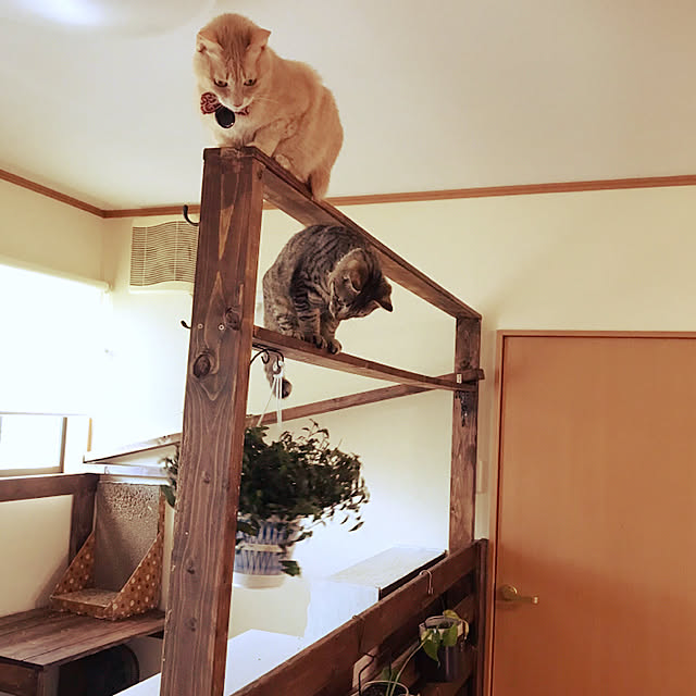 mikan161さんの実例写真