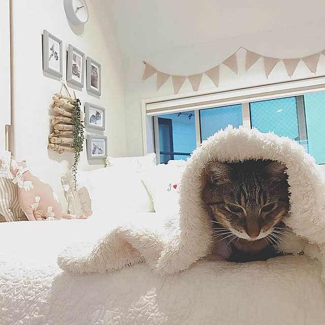 lovecatさんの実例写真