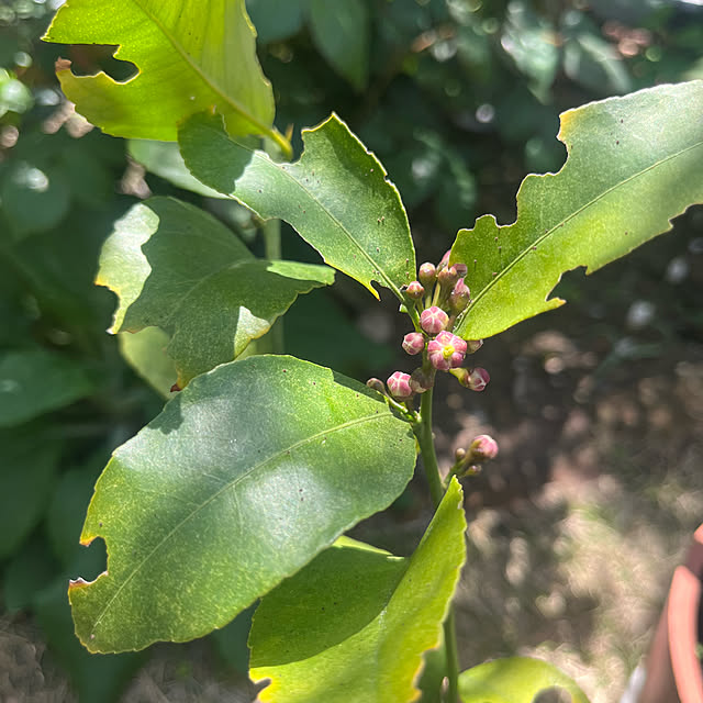 Virolさんの部屋