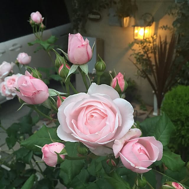 nanigenaihibiさんの実例写真