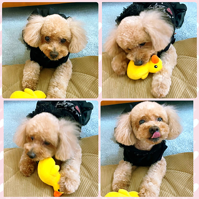 HappyRoseさんの実例写真