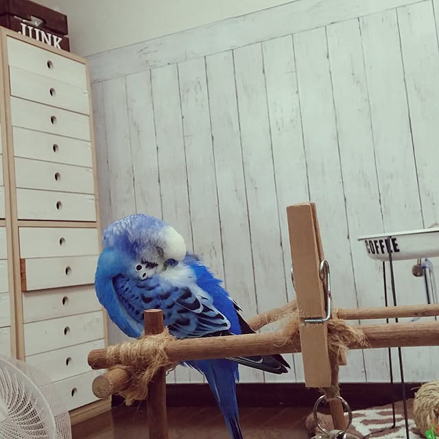 opiopiopiさんの実例写真