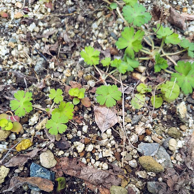 Bienvenueさんの実例写真