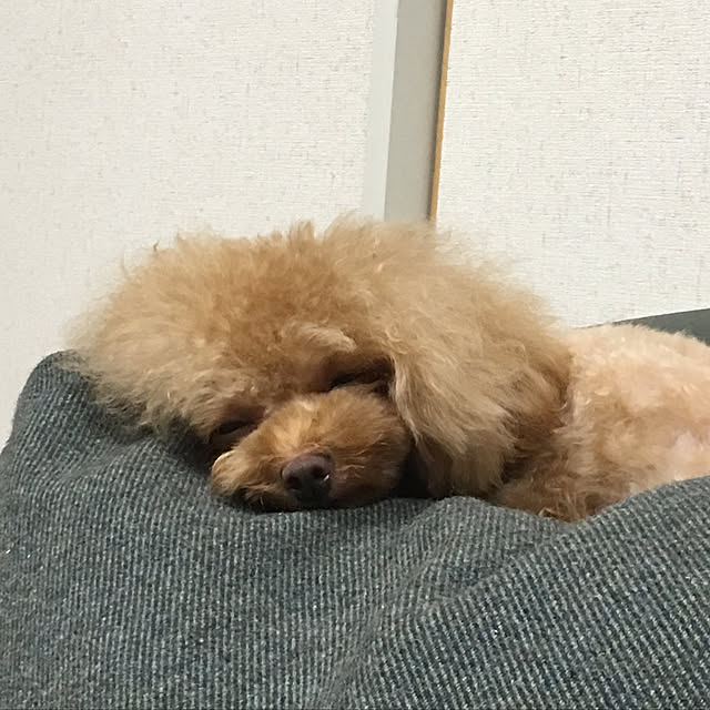 kuuazu.mamaさんの実例写真