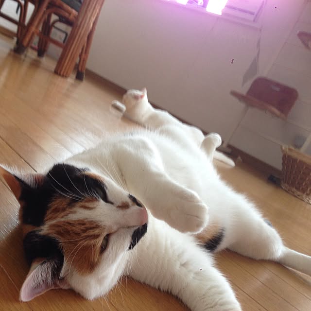Kinanさんの実例写真