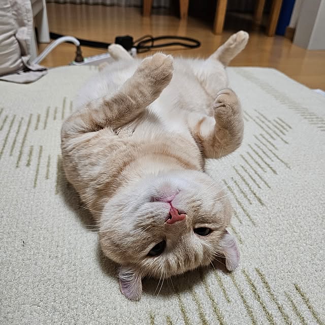 makoさんの実例写真