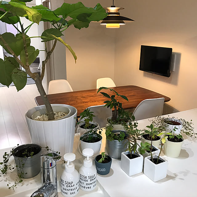 キッチン/IKEA/観葉植物/多肉植物/セリア...などのインテリア実例 - 2017-09-07 23:27:31