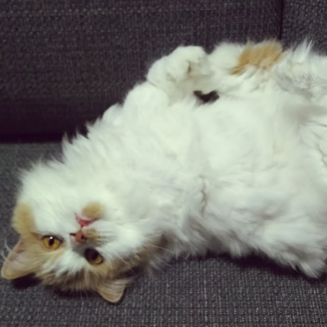 nonkoさんの実例写真