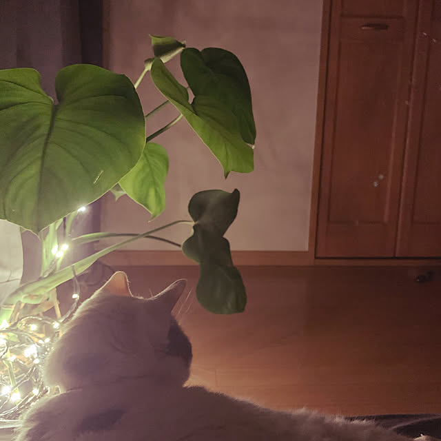 観葉植物/男前/DIY/無印良品/ベッド周りのインテリア実例 - 2020-05-16 22:35:35