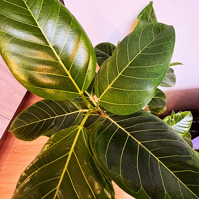 観葉植物のある暮らし/instagramやってます♡/楽天roomに載せてます/観葉植物/ナチュラル...などのインテリア実例 - 2022-05-12 12:10:44