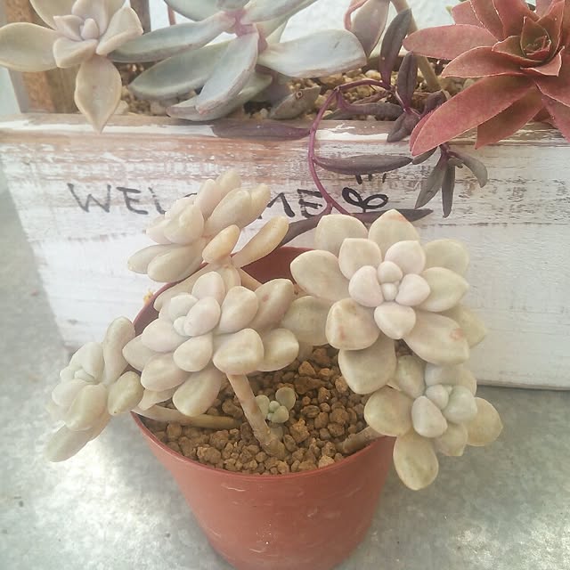 VERANDARJUNさんの実例写真
