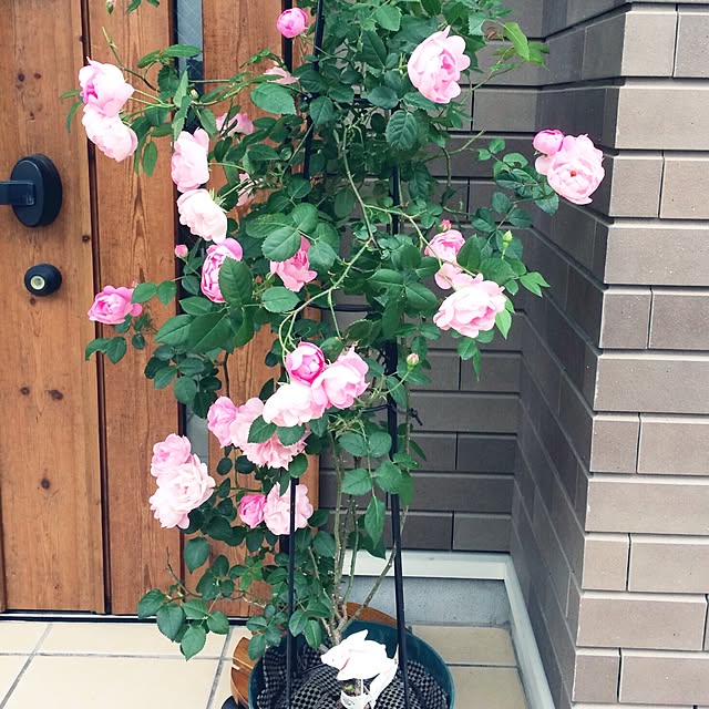 hinacoccoさんの実例写真