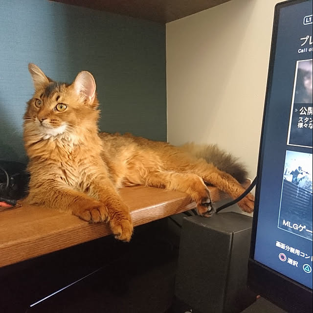 malmさんの実例写真