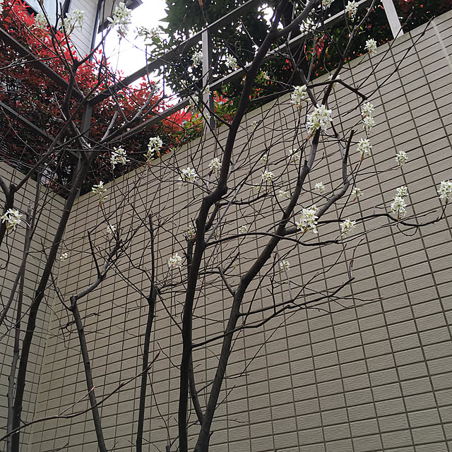happy-sachiさんの実例写真