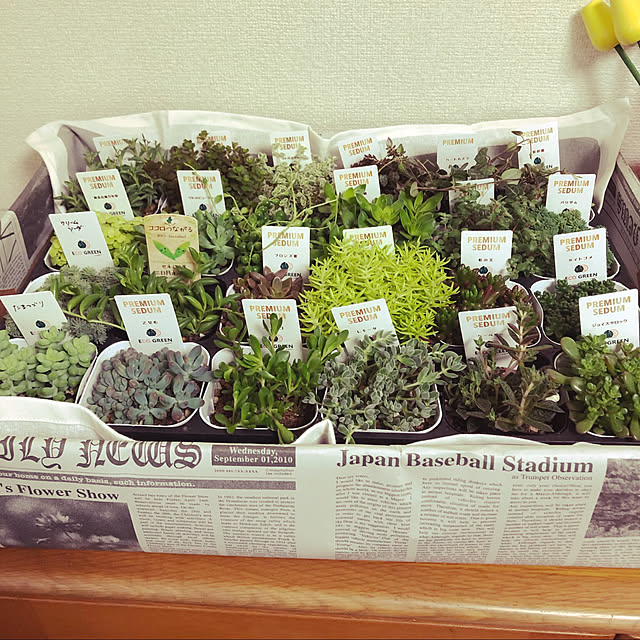 uchidaizuさんの実例写真