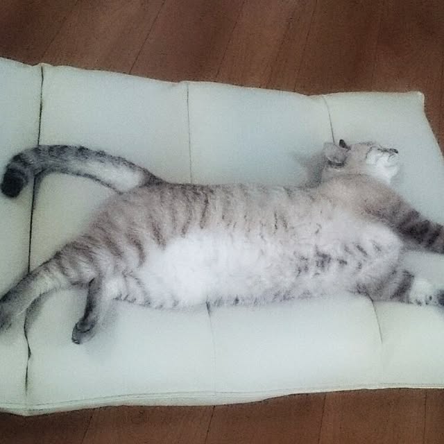 hoshiさんの実例写真