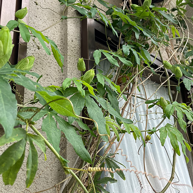 buchiさんの部屋