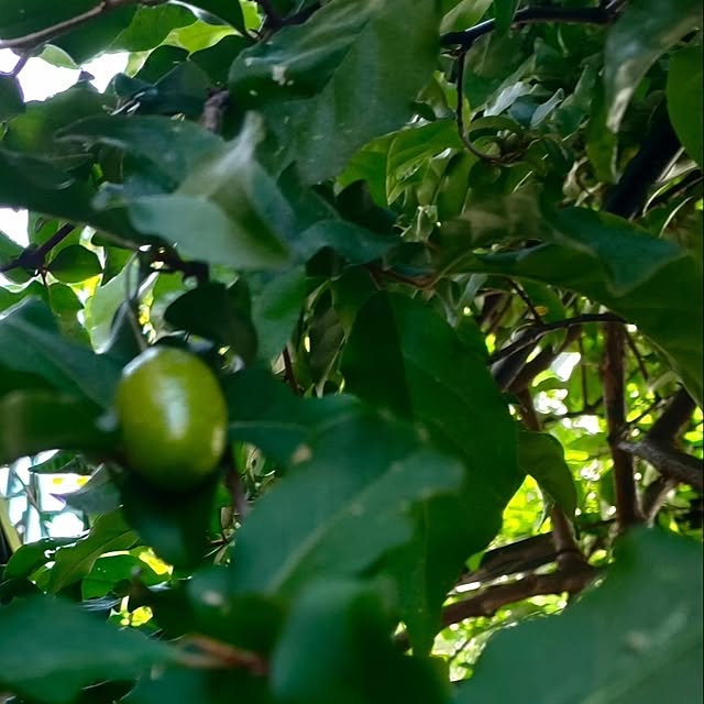 花のある暮らし/自然を感じる暮らし/植物のある暮らし/自然が好き/いいねフォローありがとうございます...などのインテリア実例 - 2024-05-16 16:30:37