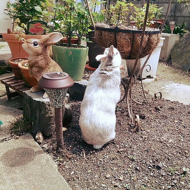 negiさんの実例写真