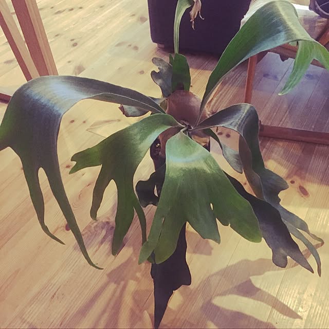 リビング/観葉植物のインテリア実例 - 2016-10-01 19:54:13