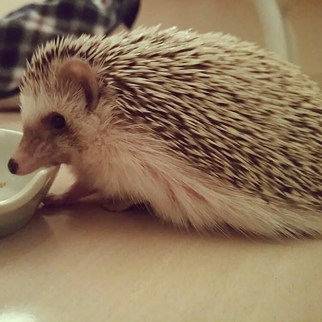 kuruさんの実例写真