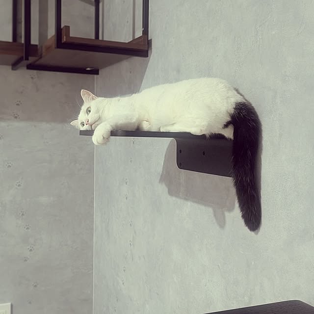 nekocatさんの実例写真