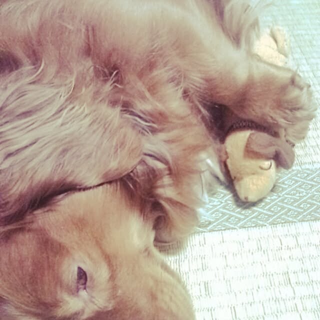 satoさんの実例写真