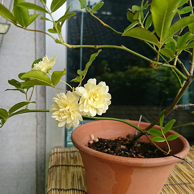 yuukyさんの実例写真