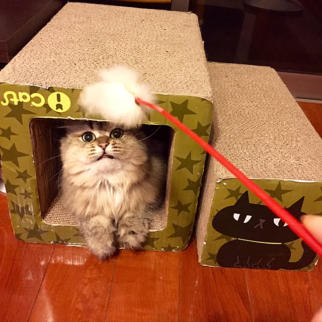 butachanさんの実例写真