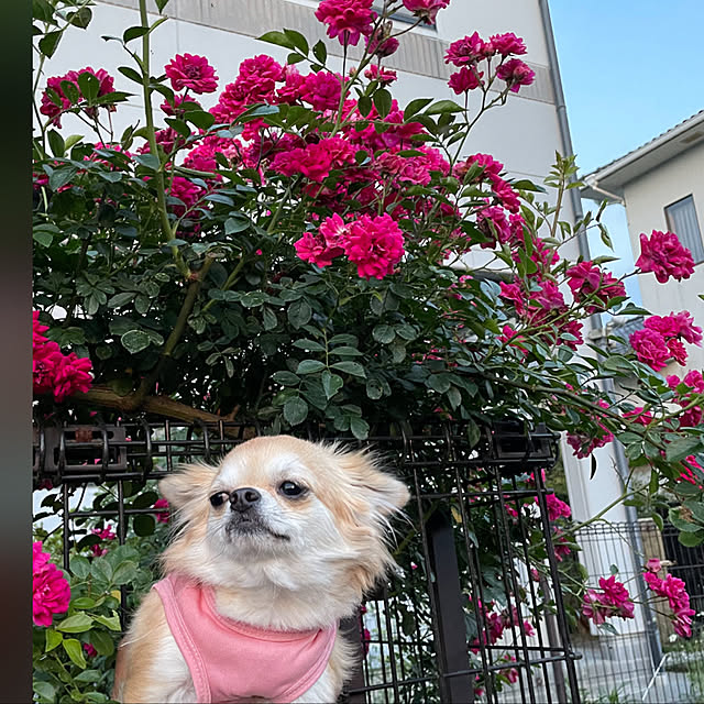 natsumiさんの実例写真