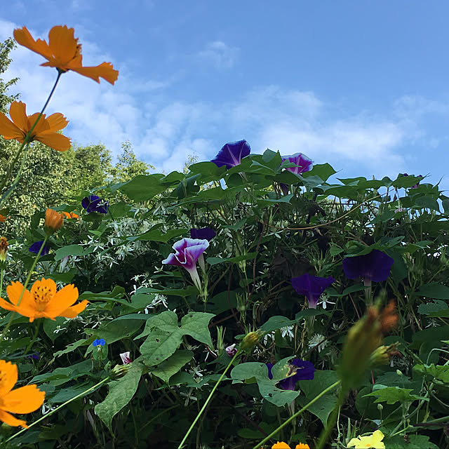 Emi_madoriさんの実例写真