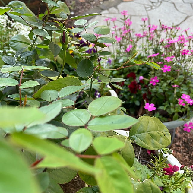 natsumiさんの実例写真