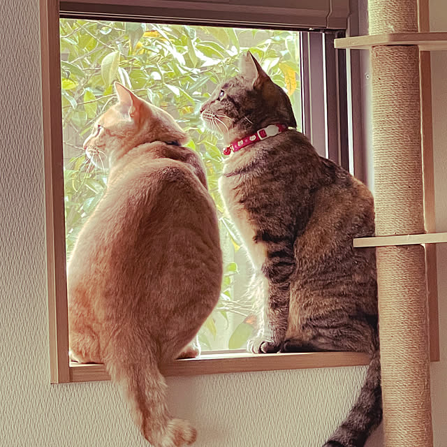 chiiさんの実例写真