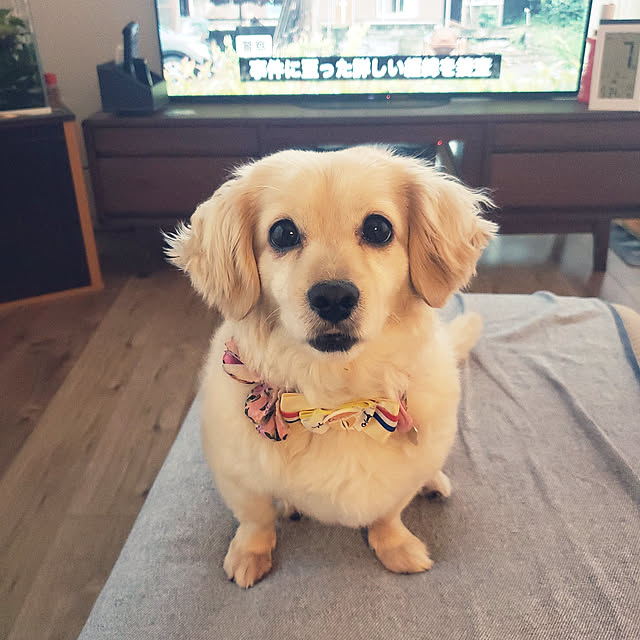 chihaさんの実例写真