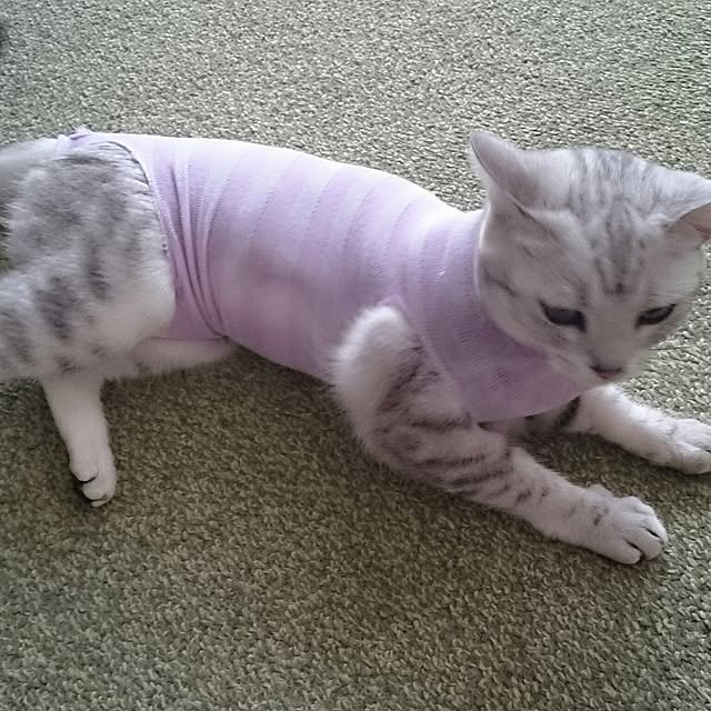 simaumaさんの実例写真