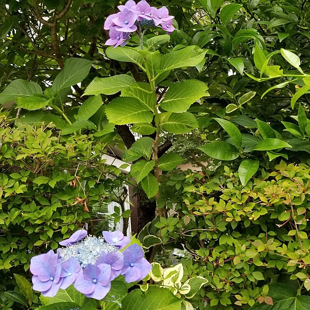 midoriさんの部屋