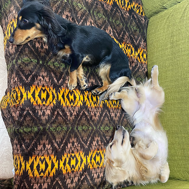 uninekoさんの実例写真