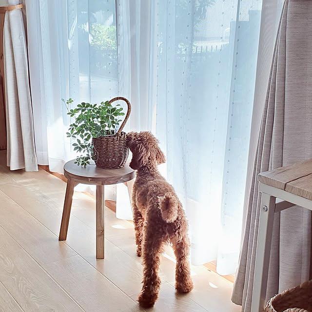 観葉植物のある暮らし/いつもありがとうございます( ꈍᴗꈍ)/見てくれてありがとうございます♡/RCの出会いに感謝♡/ナチュラルインテリア...などのインテリア実例 - 2022-09-16 17:47:43