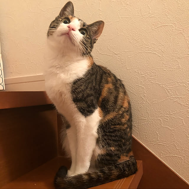 asukinokoさんの実例写真