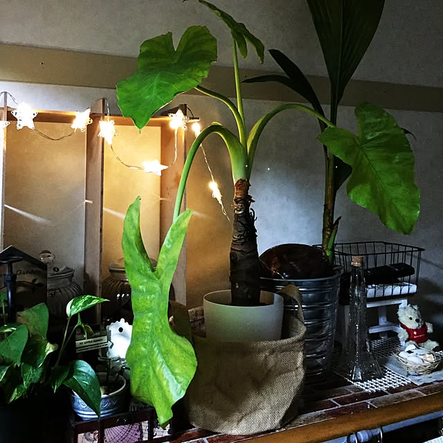 実例写真