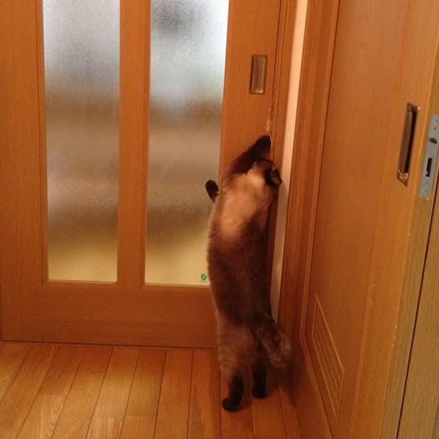 salyuさんの実例写真