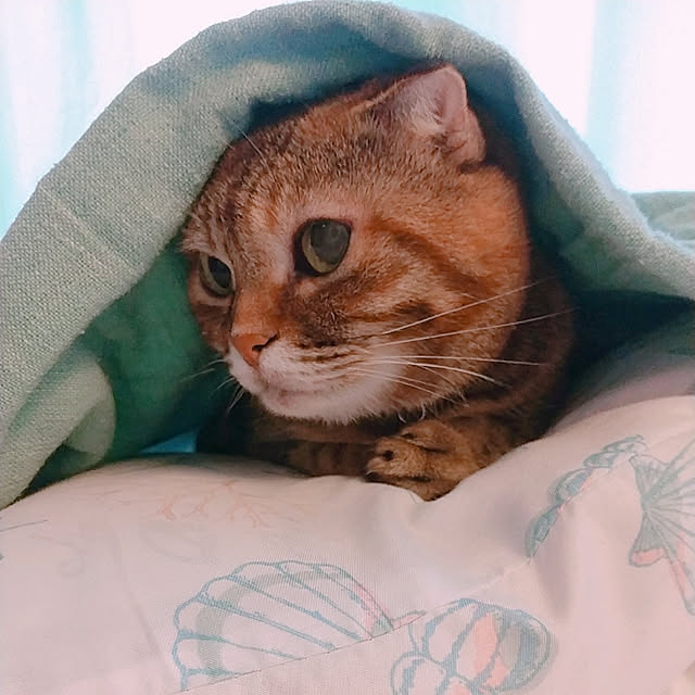 Y.Gさんの実例写真