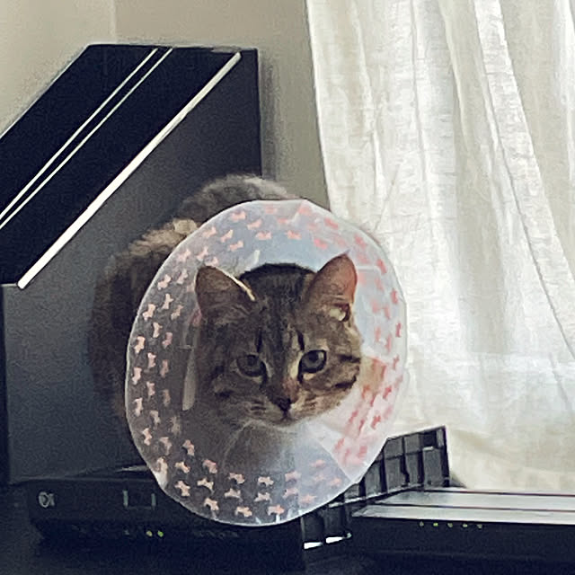 mofzeniさんの実例写真