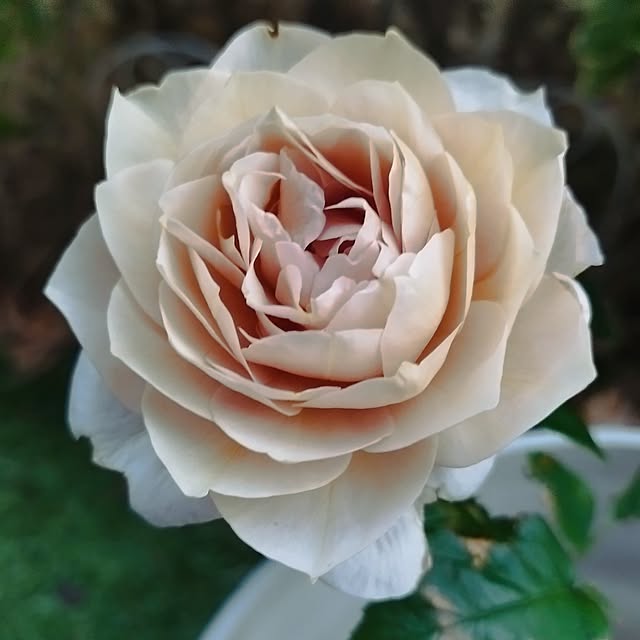 hiromimiさんの実例写真