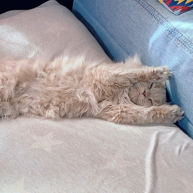 r.t.mamaさんの実例写真