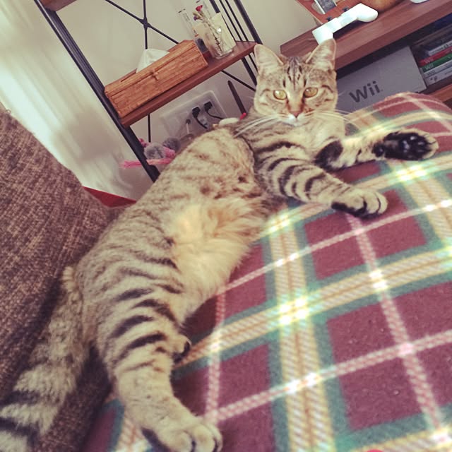 ayapiiiiceさんの実例写真