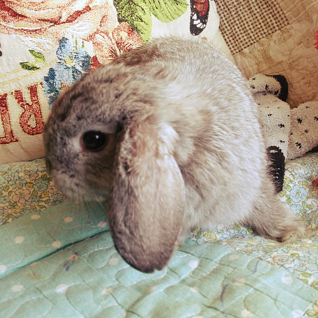 mogu0418さんの実例写真