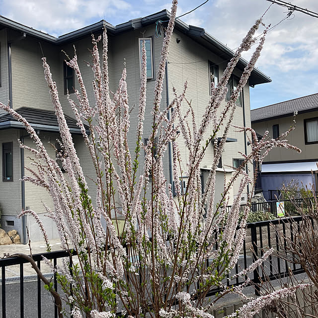 kirakirahoshiさんの実例写真