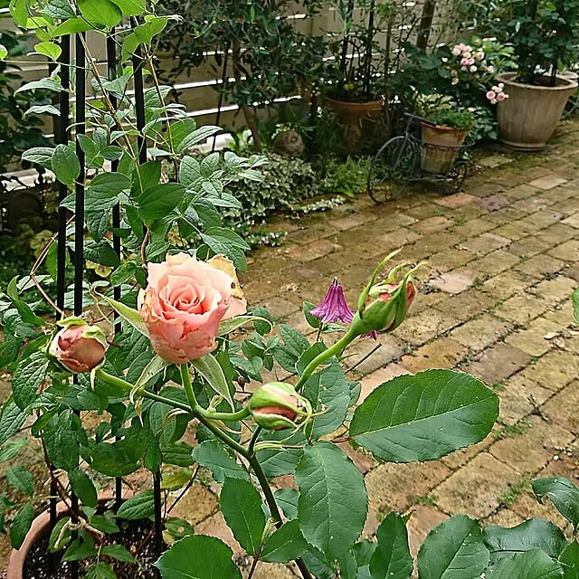 figaroさんの実例写真