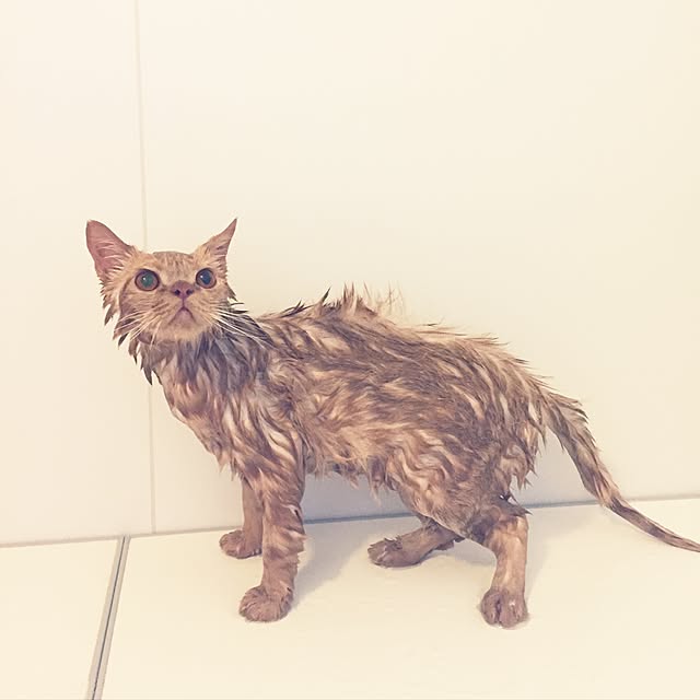 cocoさんの実例写真